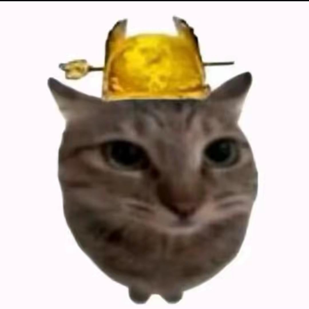 小猫老弟998