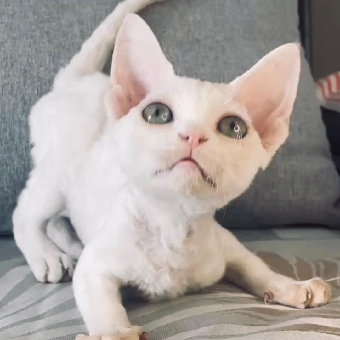 达达德文卷毛猫
