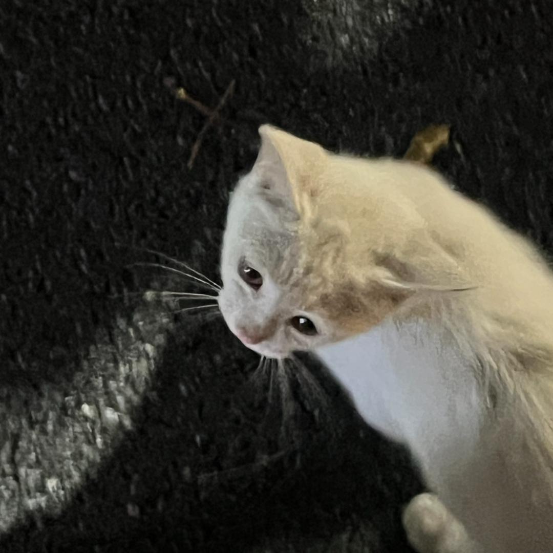 听不见