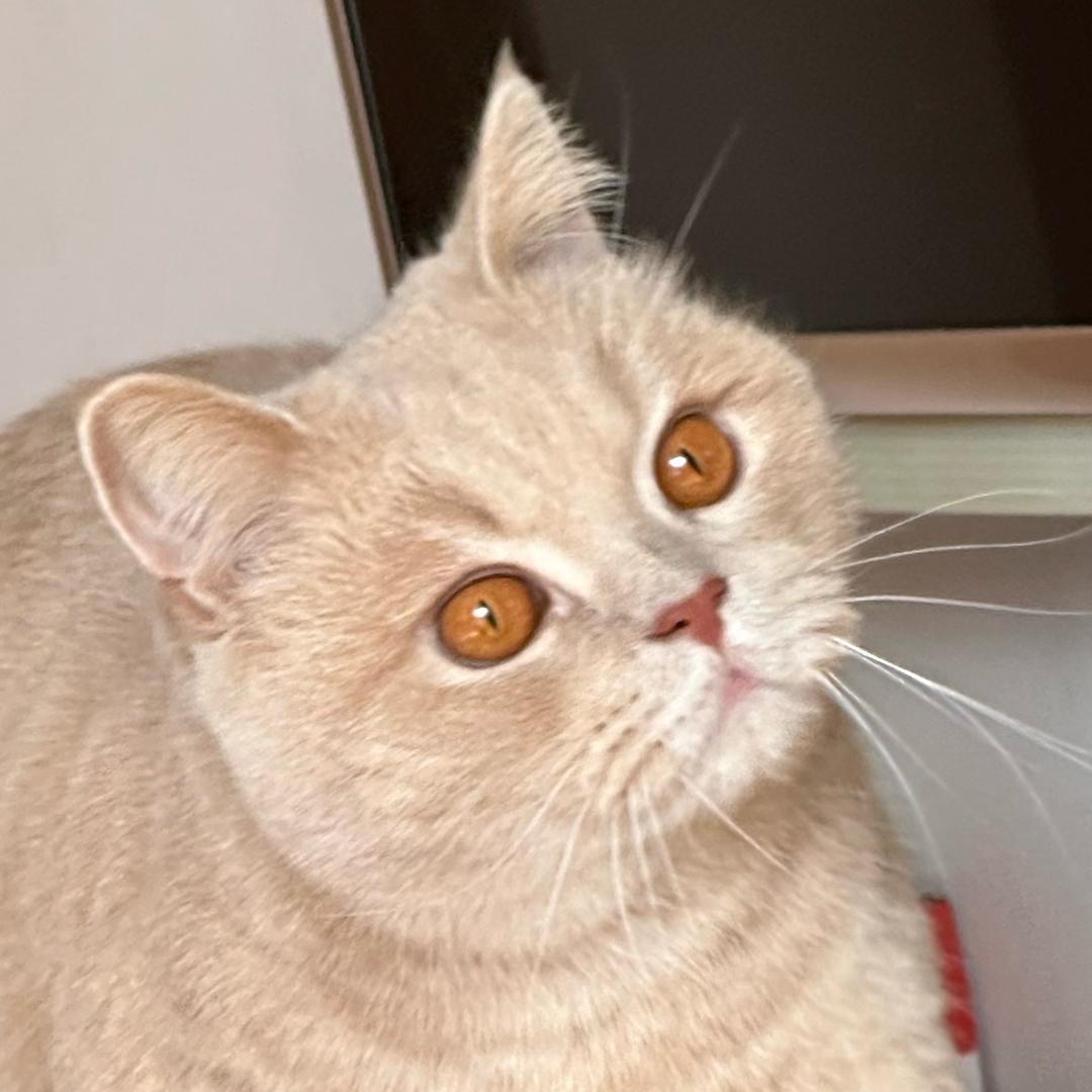 Dddduan