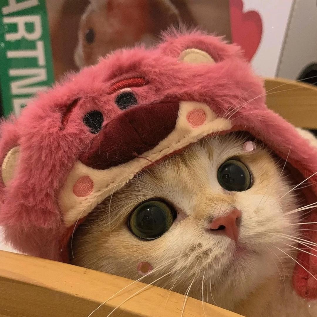 😈 星黛露 好物👿