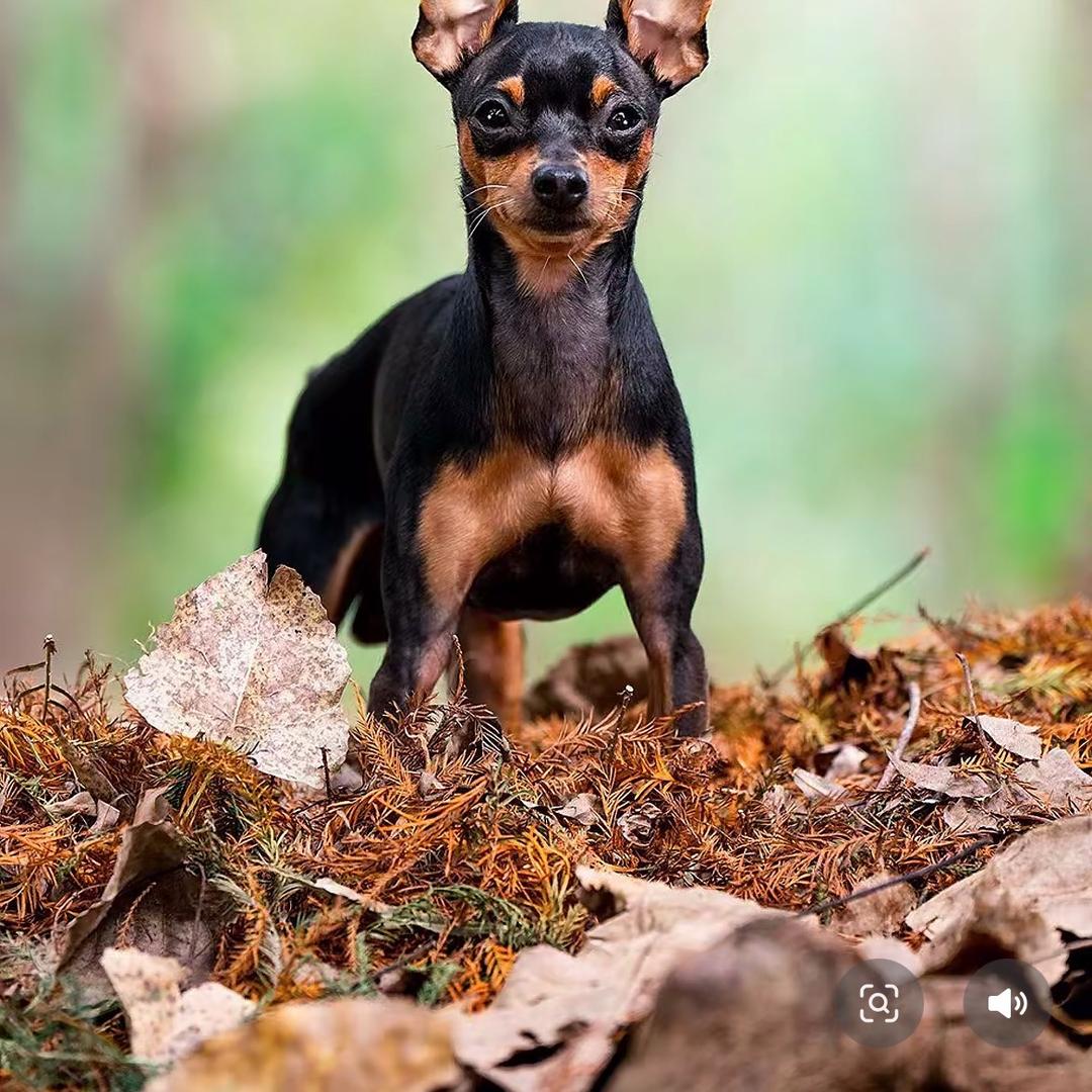 🐶鹿王🐶