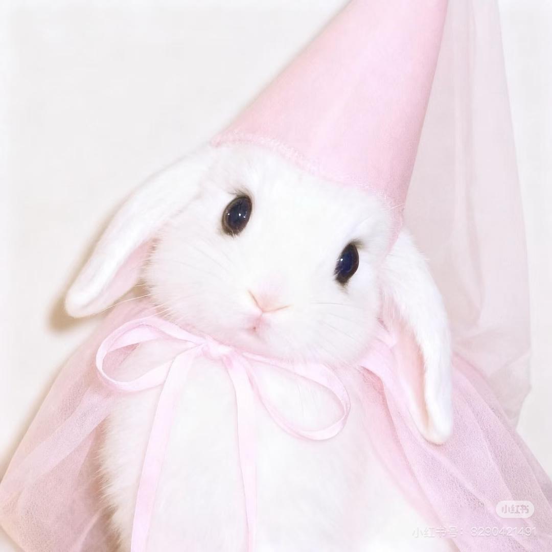 我是兔兔🐰