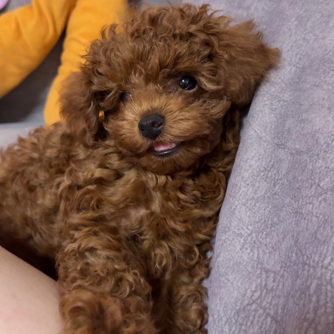 家里有个傻元子🐶