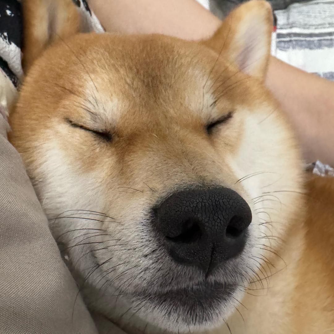 神厨小富贵