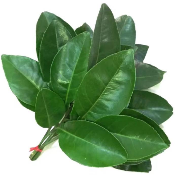 青橙𓆡𓆟𓆡𓆟𓆡𓆟