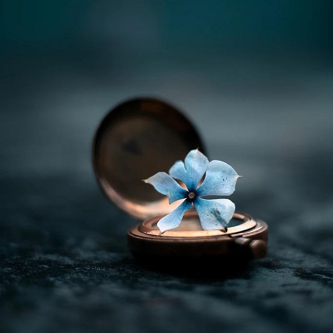 一树梨花压海棠