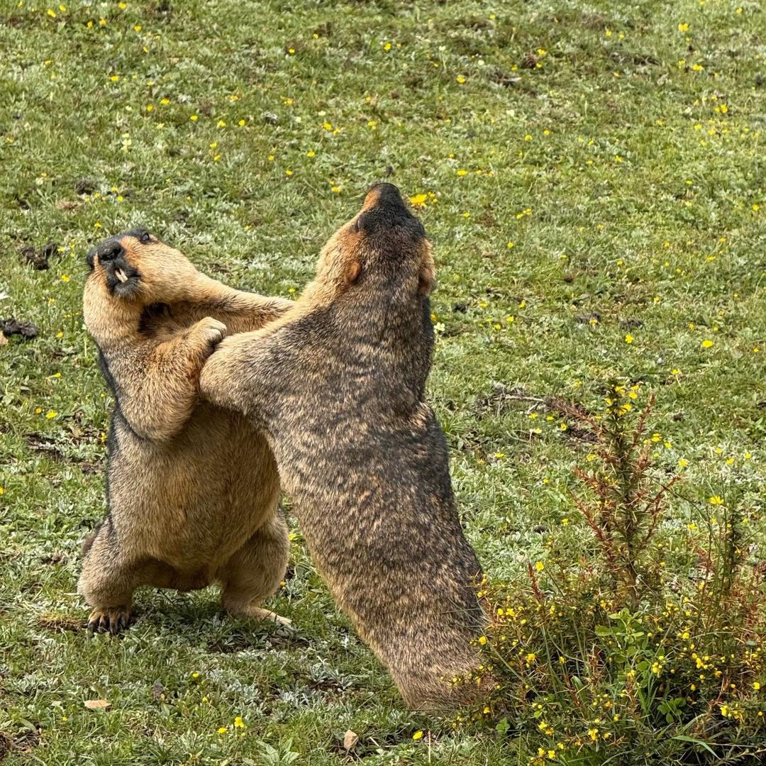111暴风🌀追逐者
