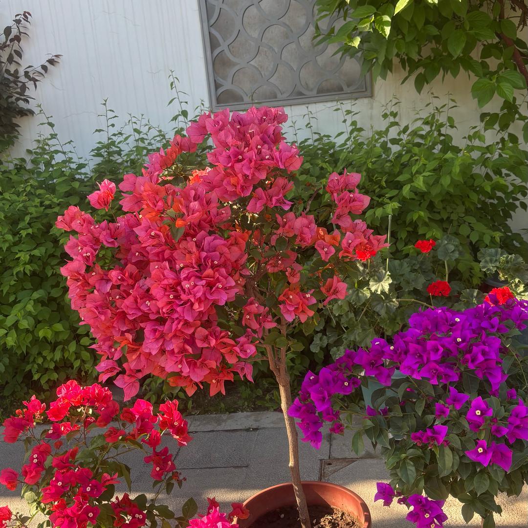 木子姐姐爱养花