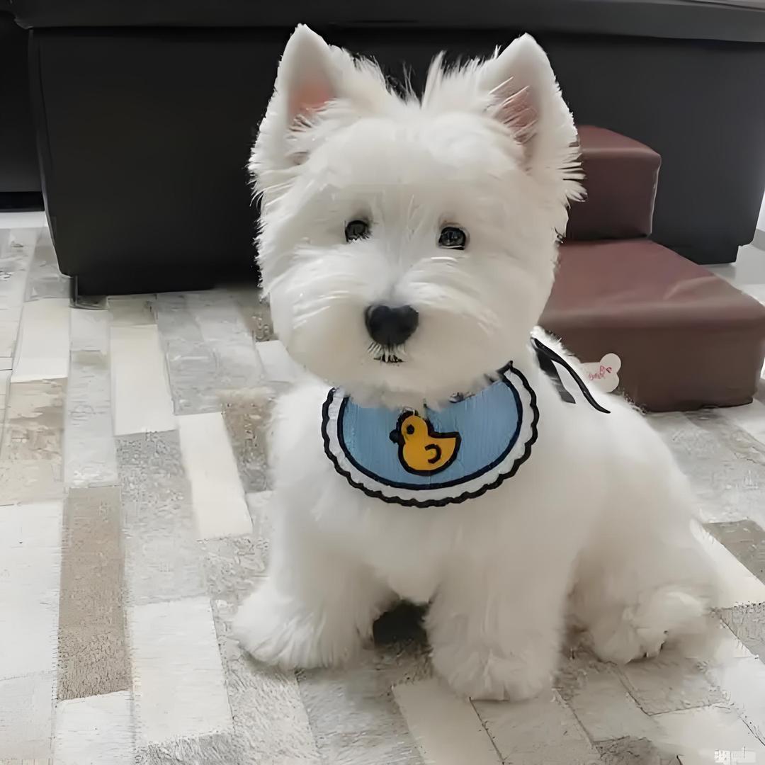 婉君的lucky