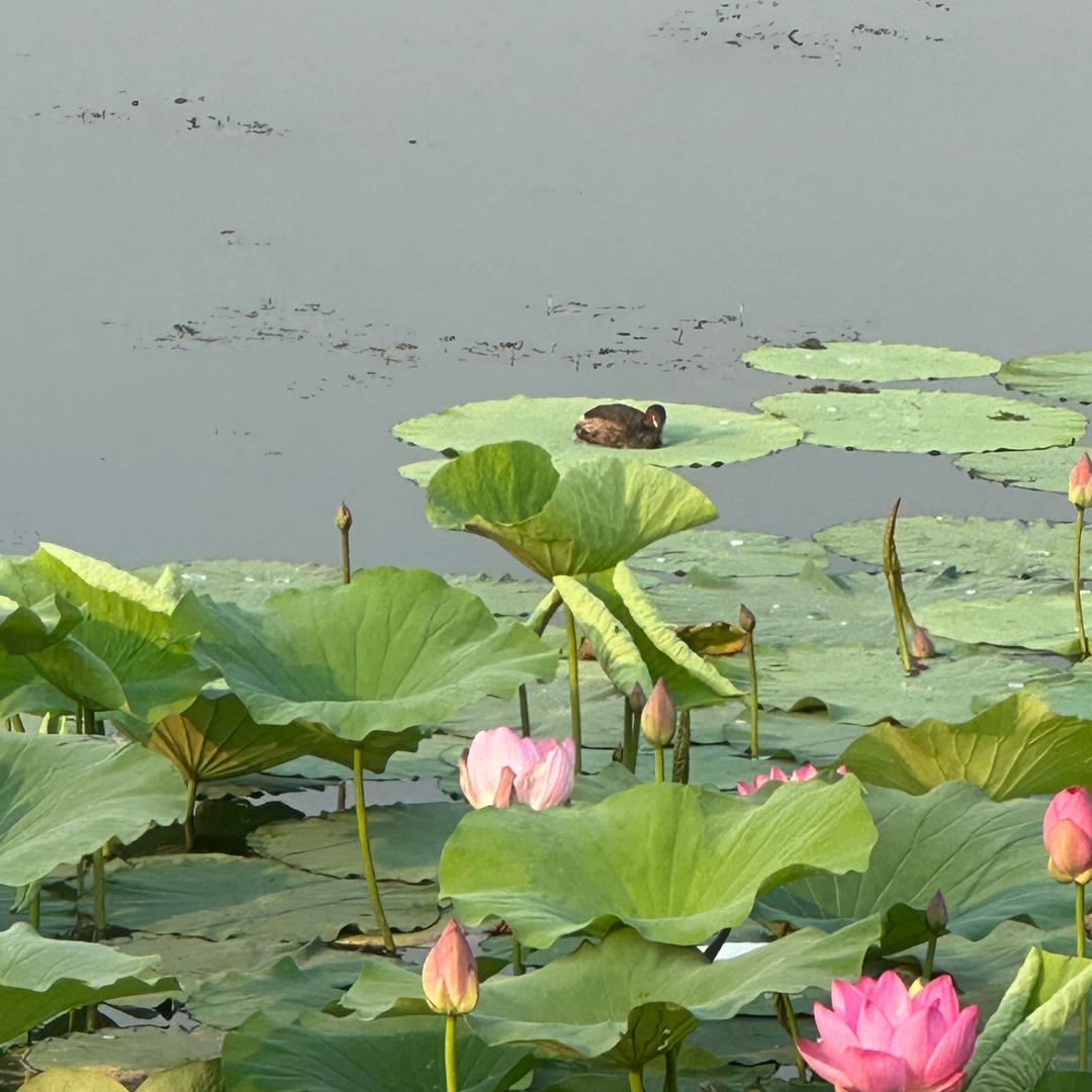 柳柳（74年的虎老阿姨)(拒绝连赞）