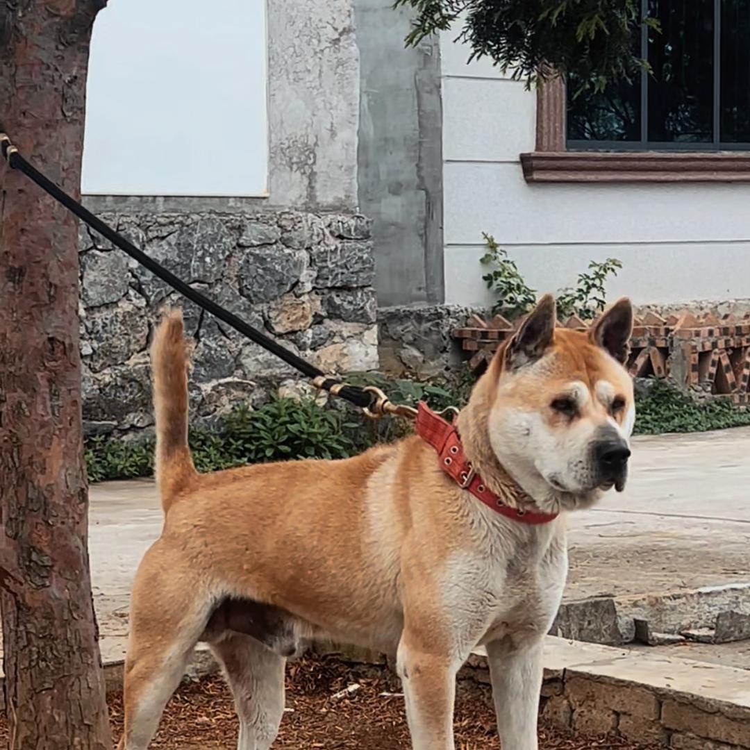 刀锋犬舍