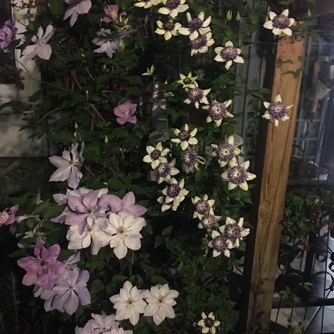 黄丽君