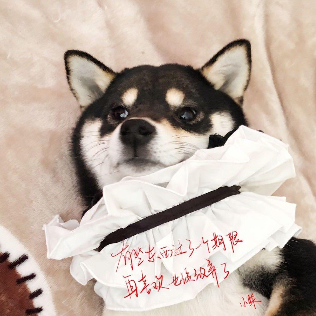 小柴犬犬