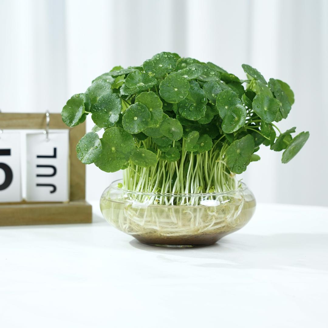 花家绿植店