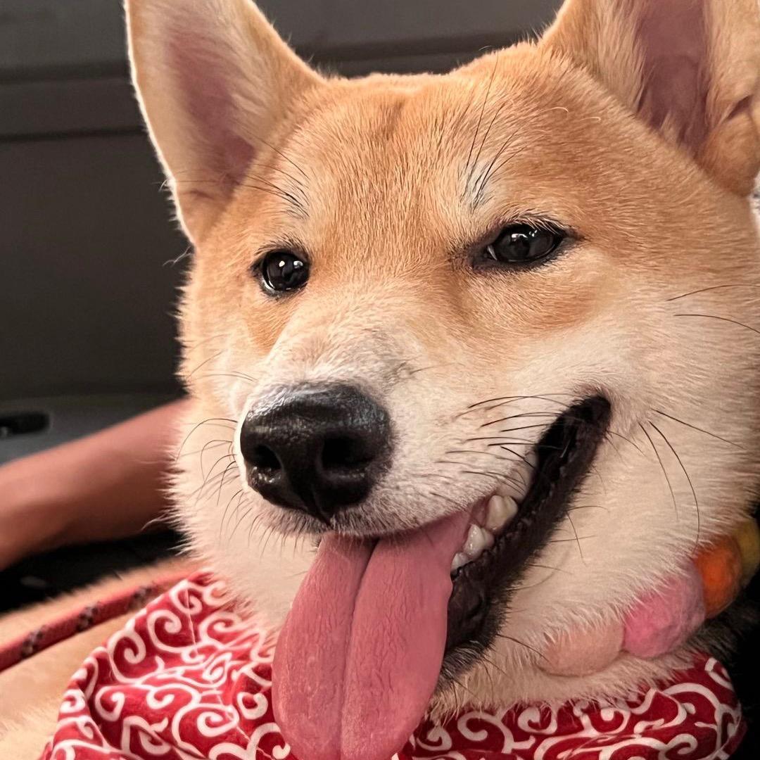 一起养狗吗