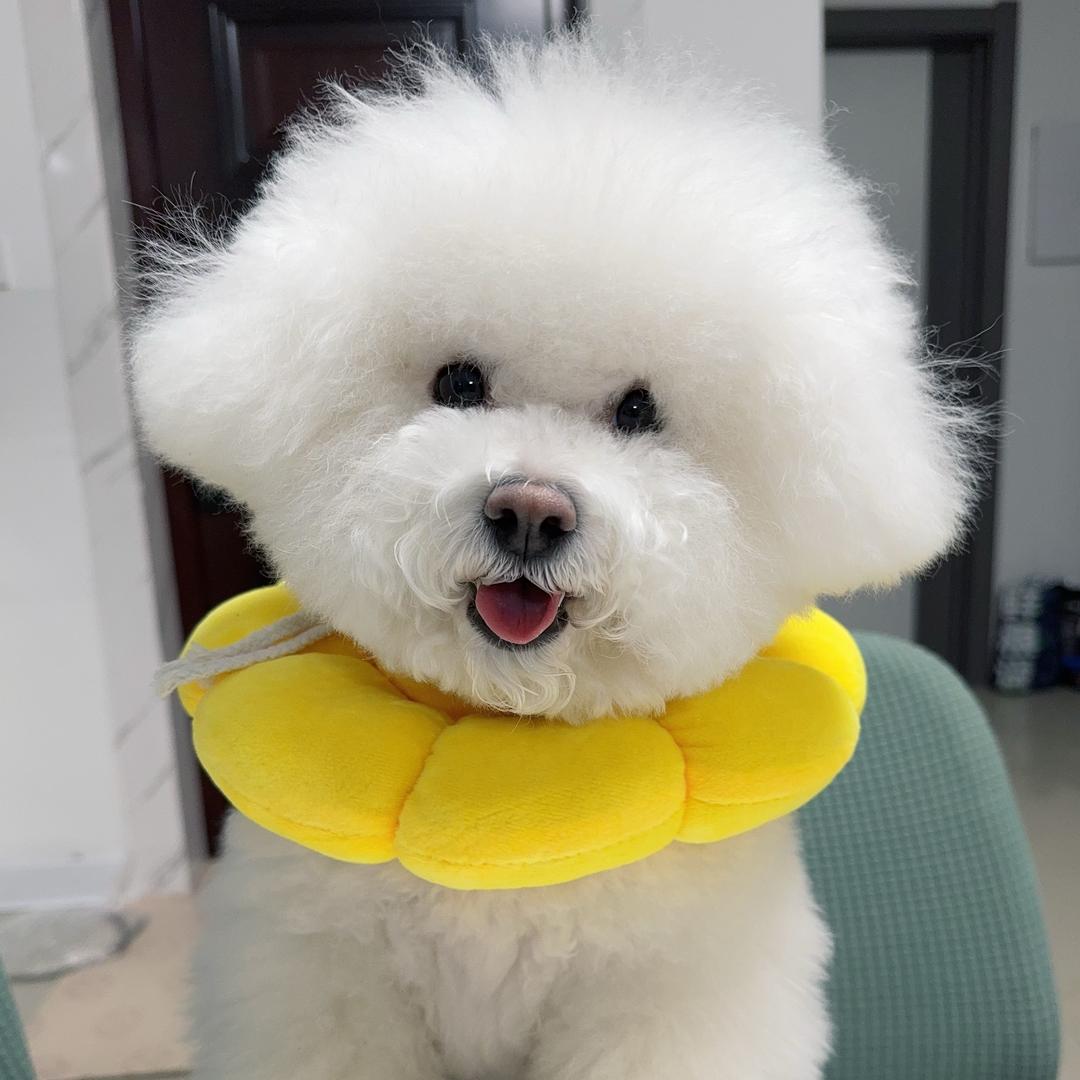 比熊咔咔