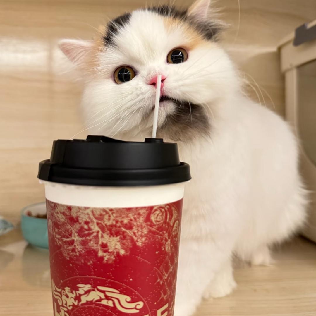 茶中霸王