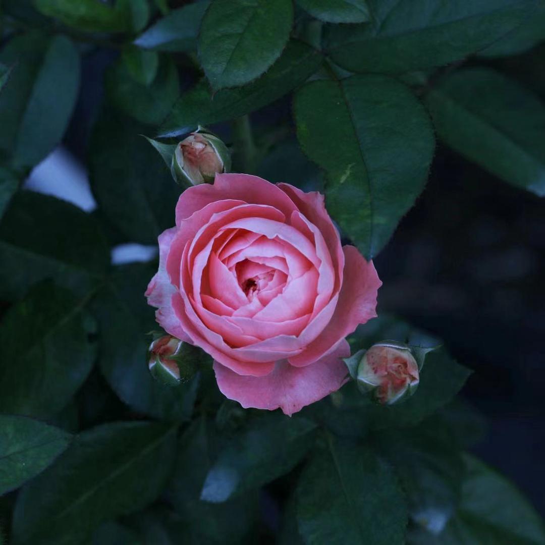 花聚园艺