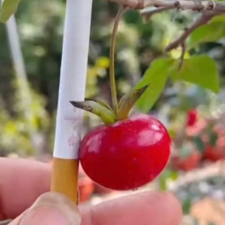 鑫园老鸦柿品种