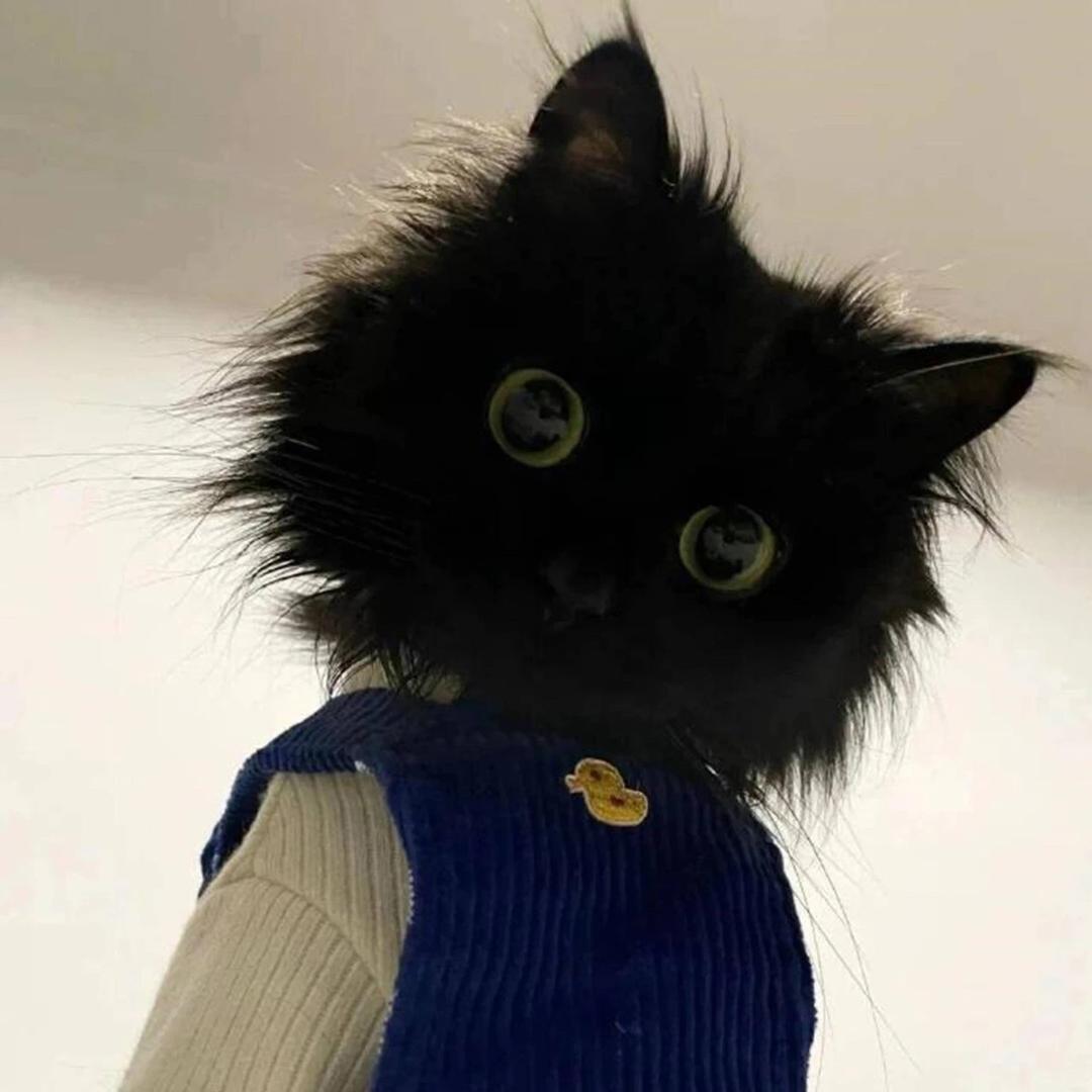 黑猫白猫