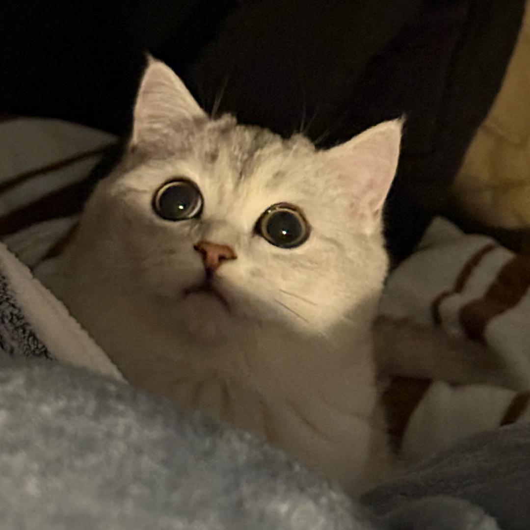 可乐弟弟🐈