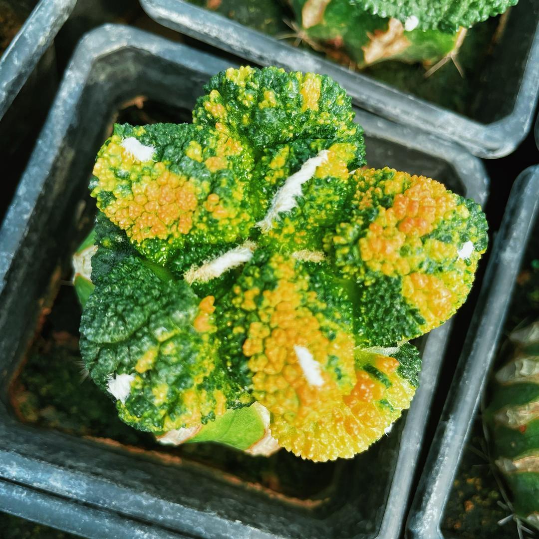 江北花圃园艺