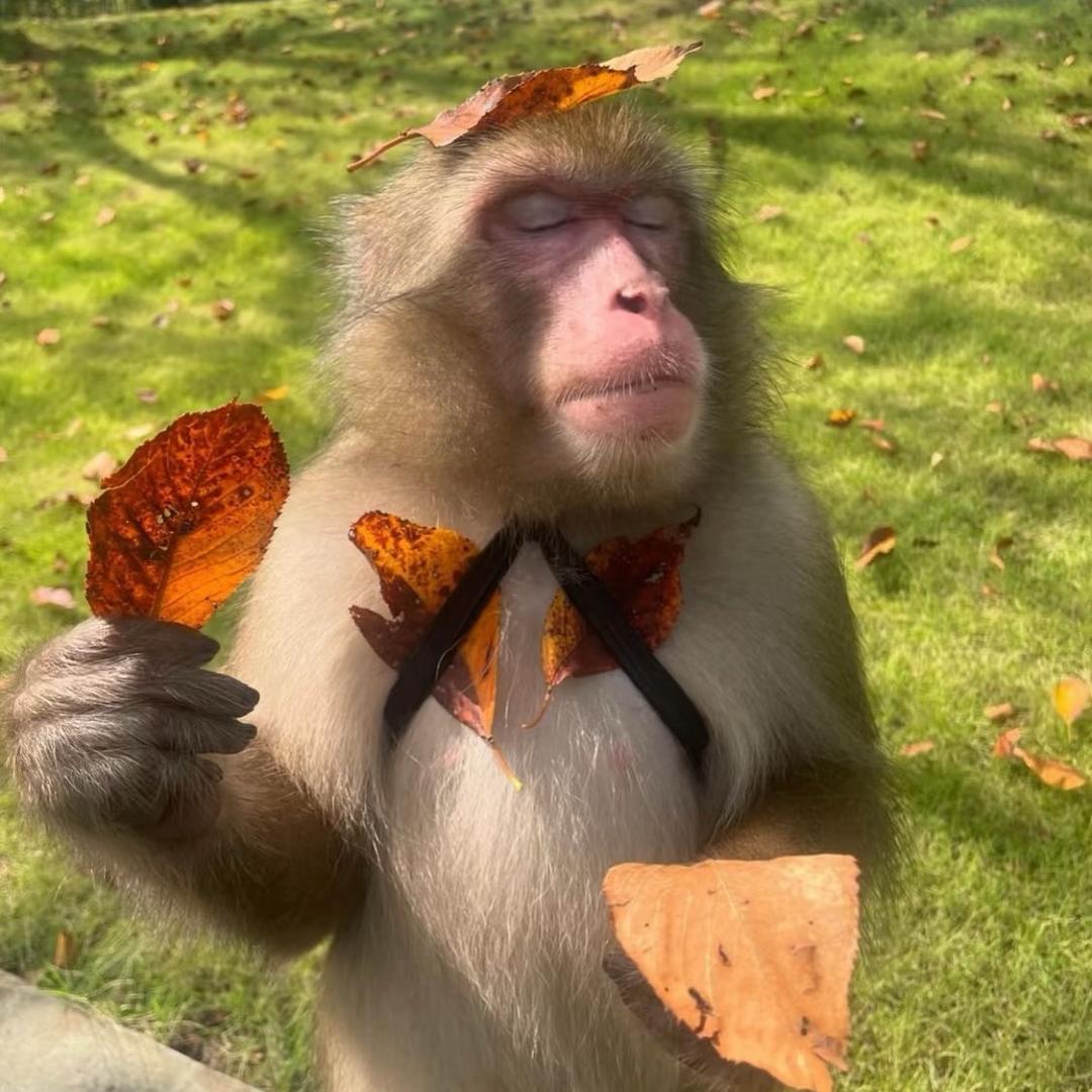 很内向 坐车只坐车顶🥳