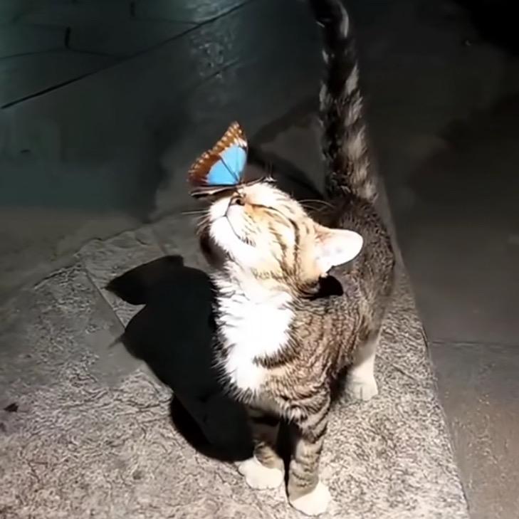 秋