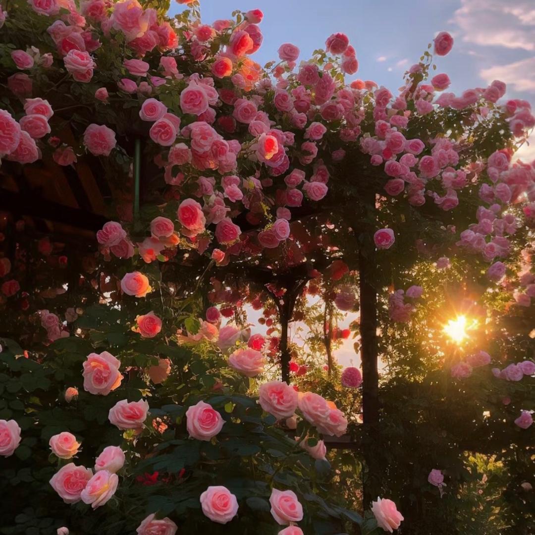 风吹草动Flowers