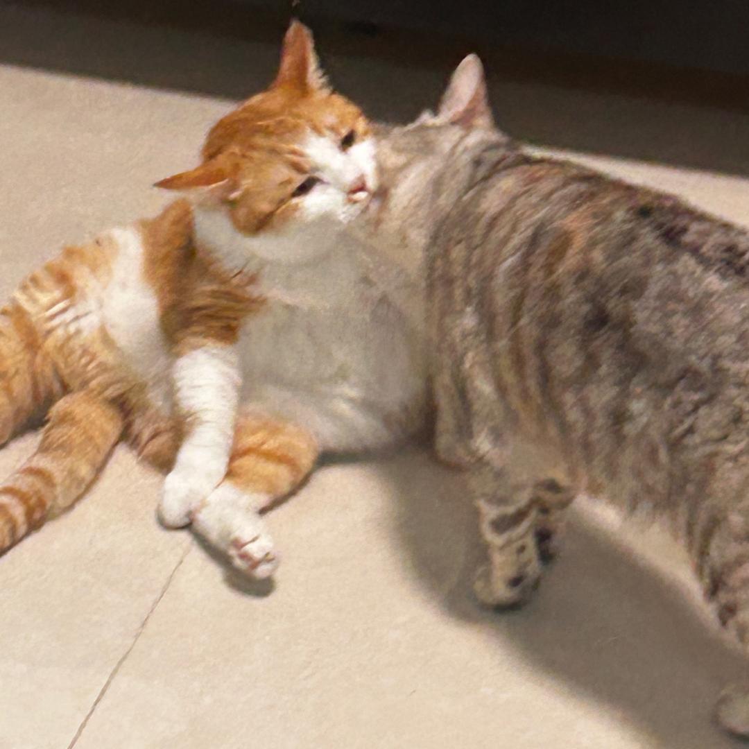 没有猫不行