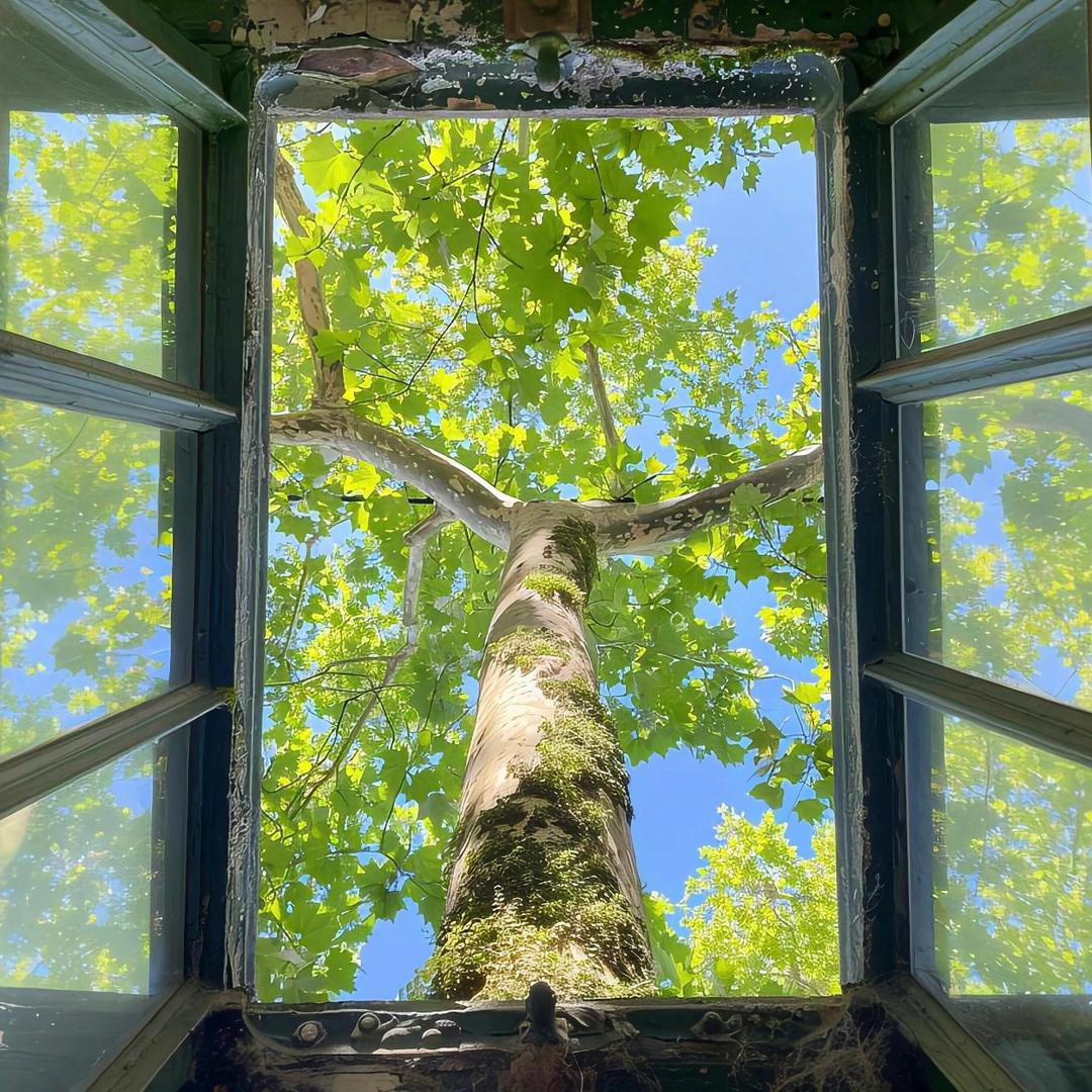 生花疗愈—颂禅冥