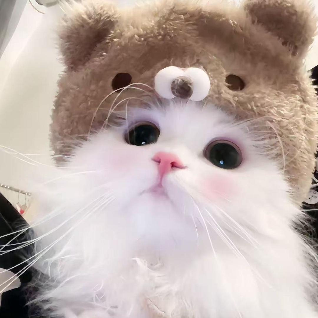 招财橙.