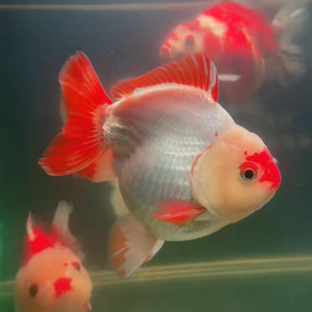 青春