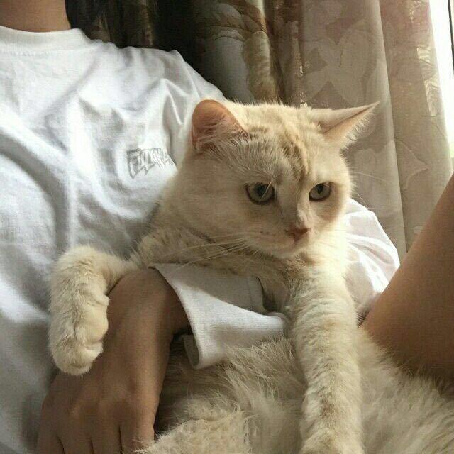 甜稚