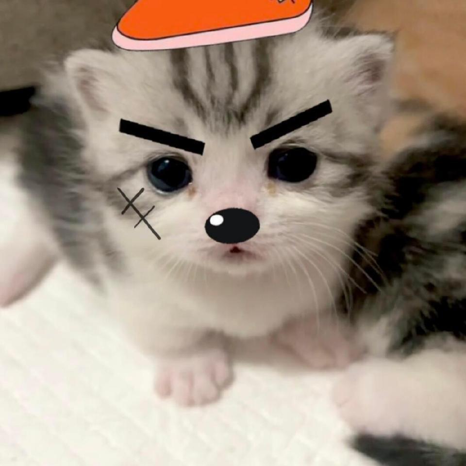 小丑鱼🐟（见过Twice版）