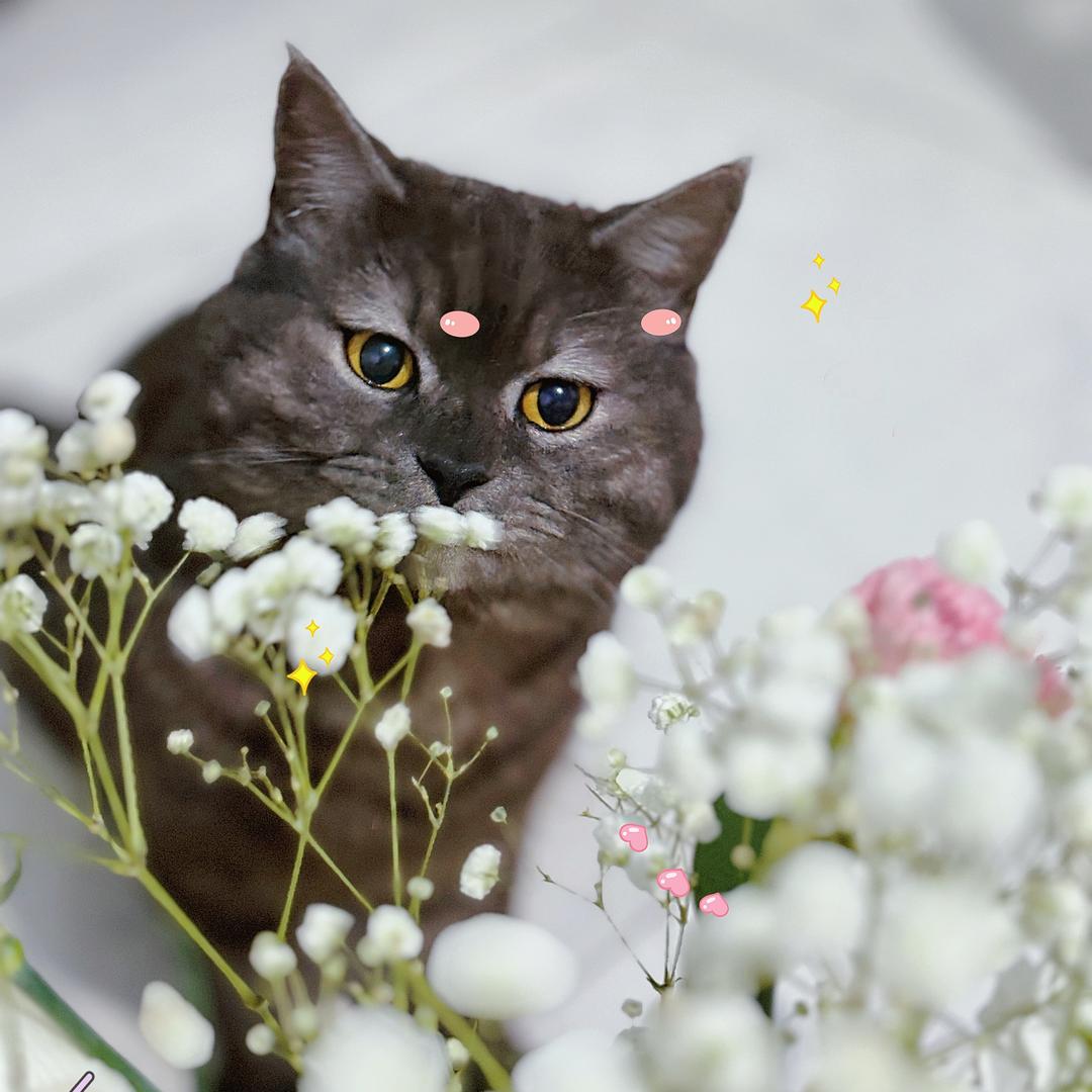 十一是只猫