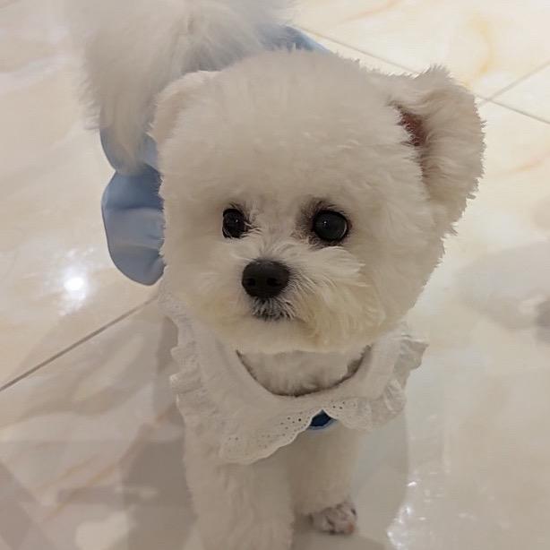 卡皮大宝贝🐶