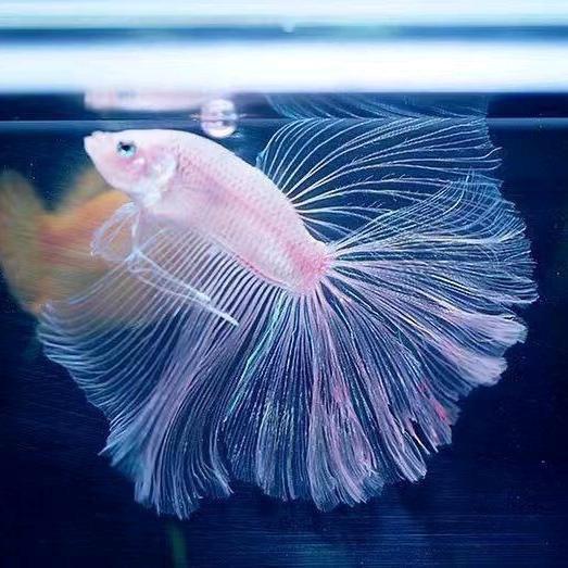 魔丸斗鱼