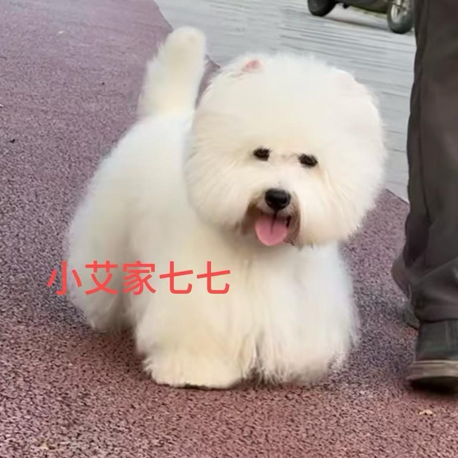 西高地（黑子）