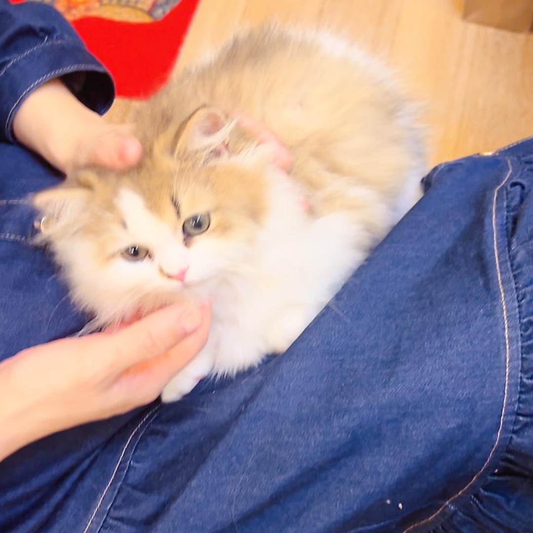 娟和她的猫