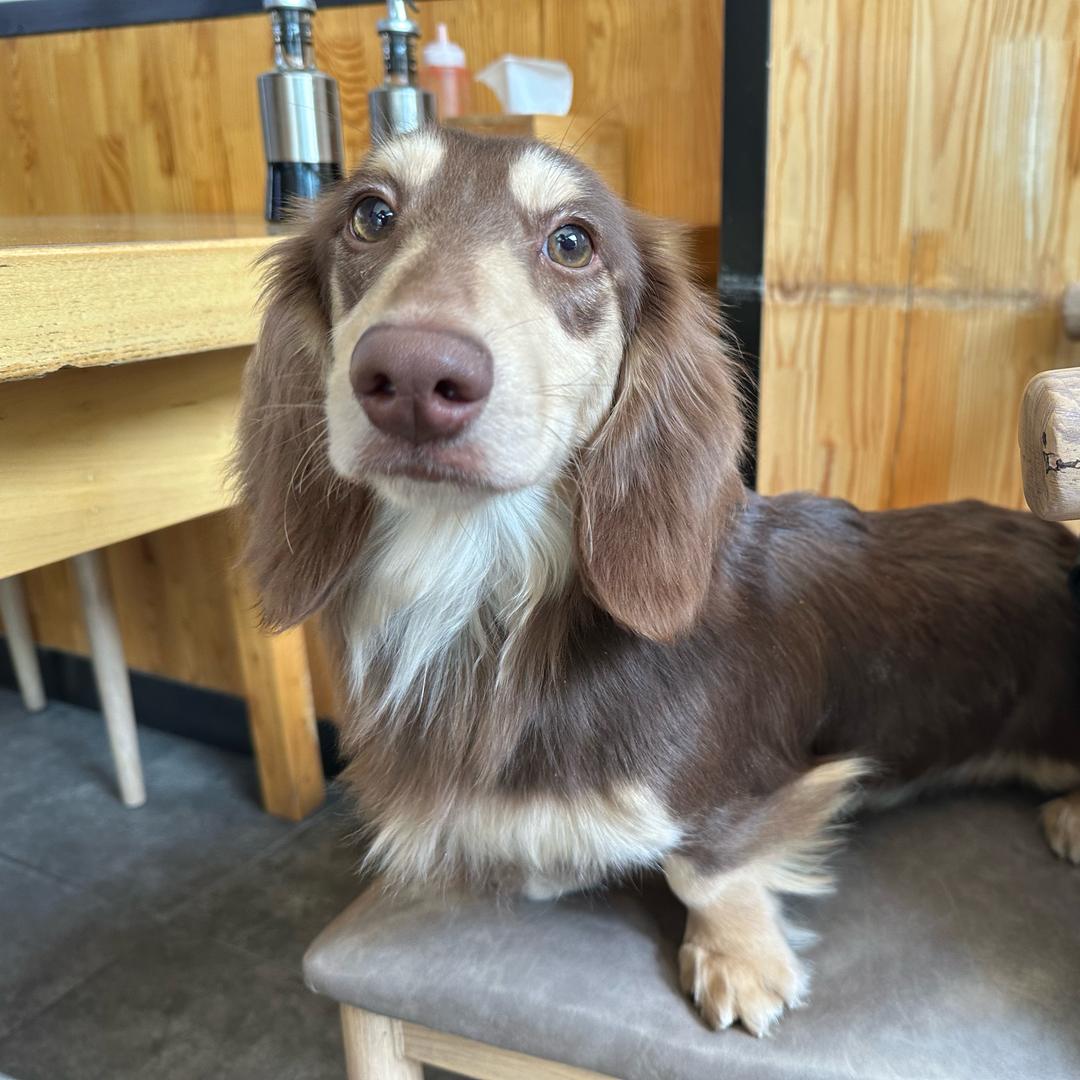 ___: 羊羊家的腊肠