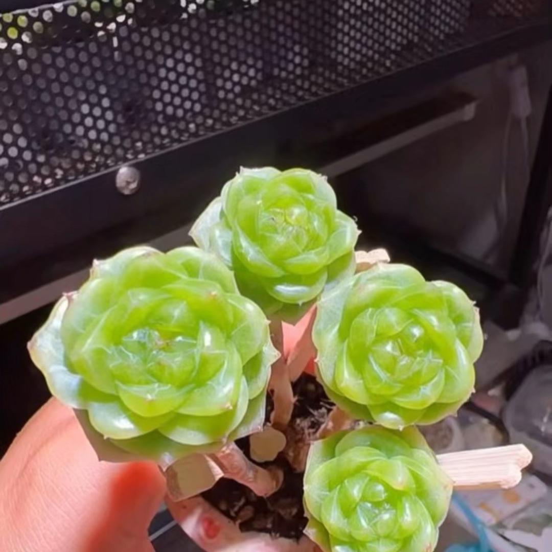 花卉好礼精选