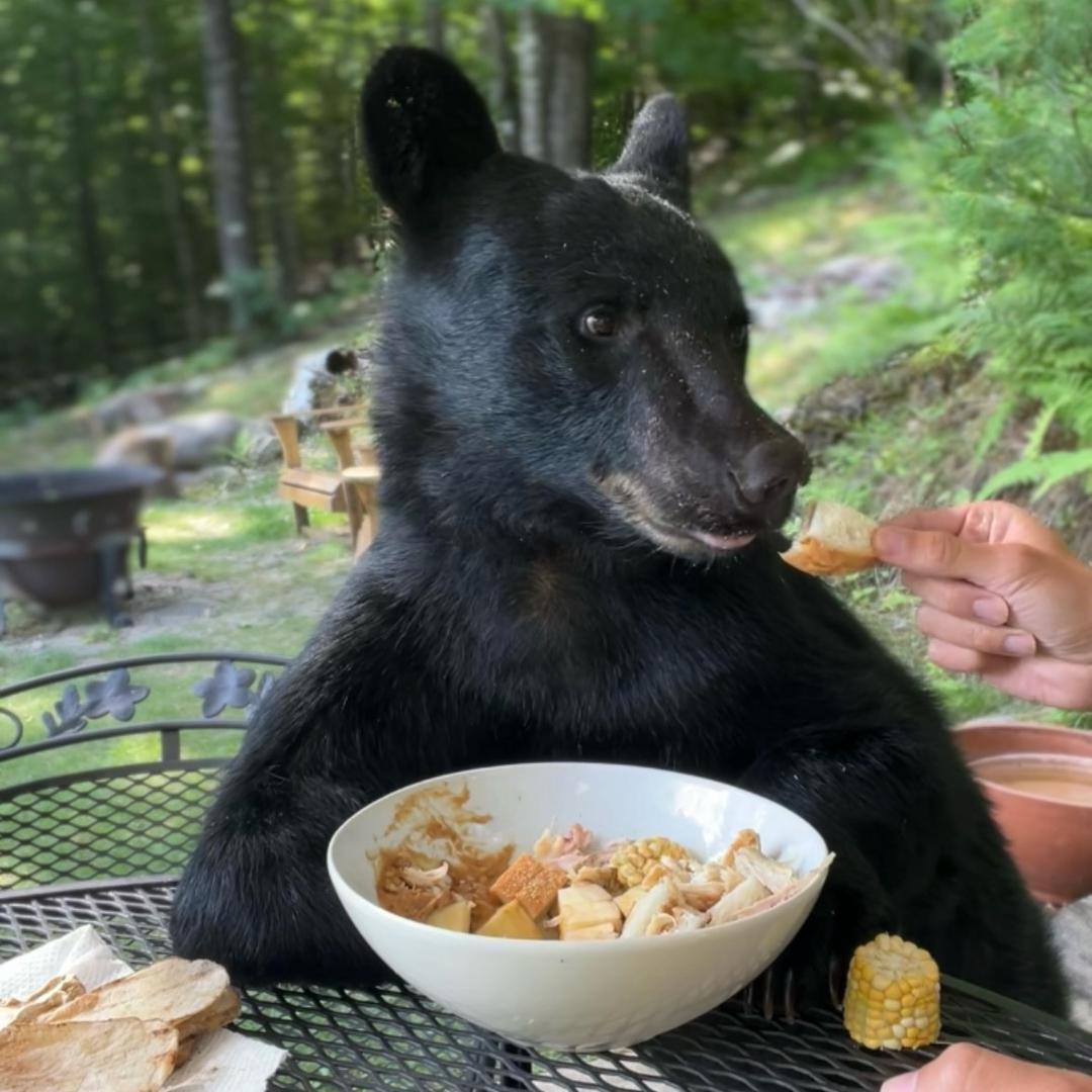 野生邻居🐻🏄⛷️