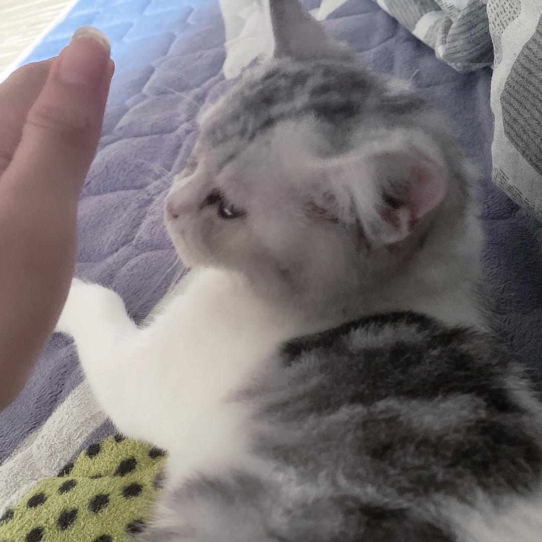 老酒馆的猫☘️☘️☘️