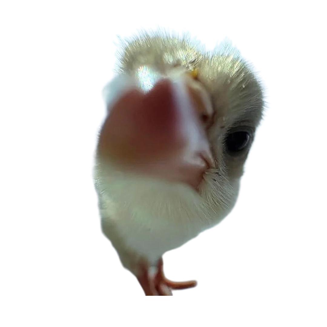 铭古槐契
