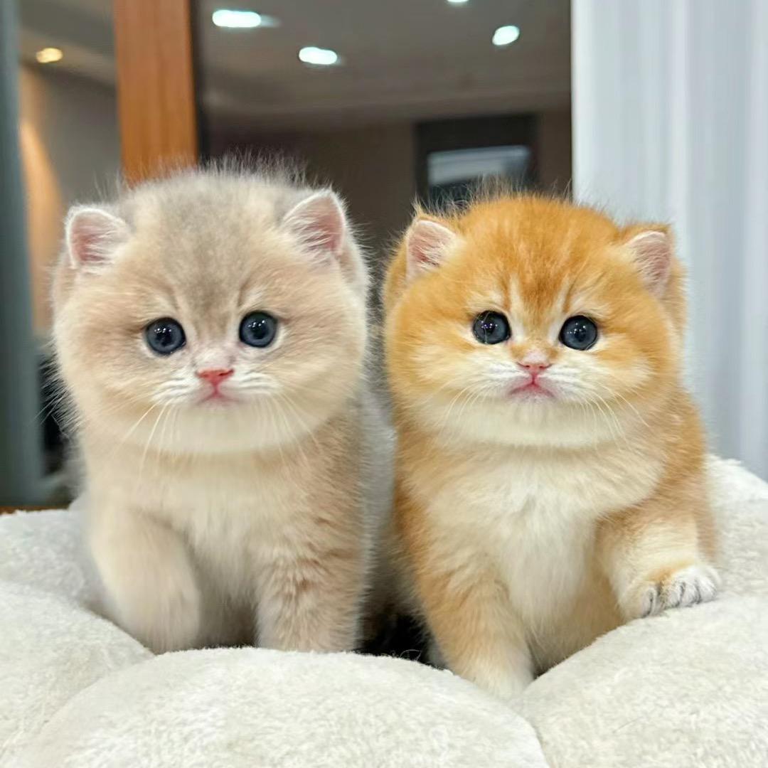 家有萌猫🐈