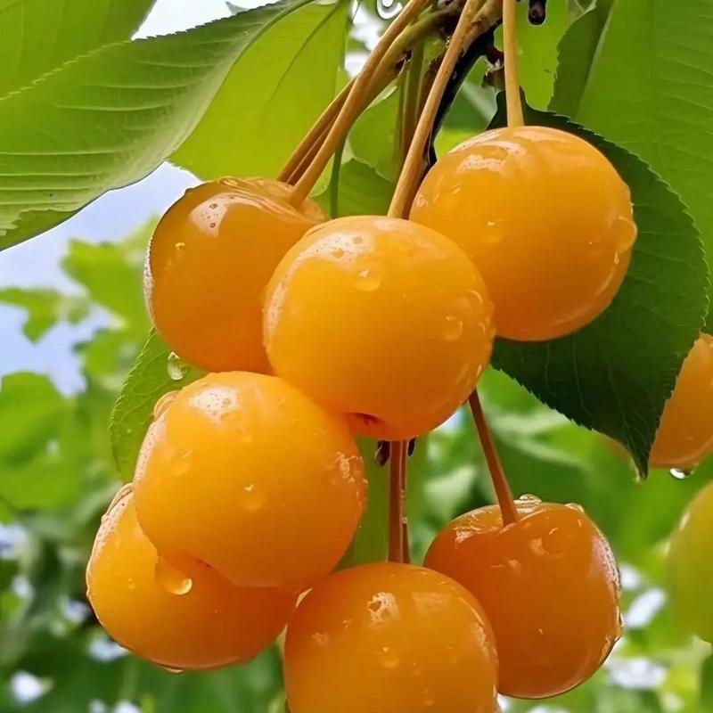 宝加印刷