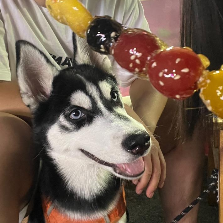 艾特是只哈士奇