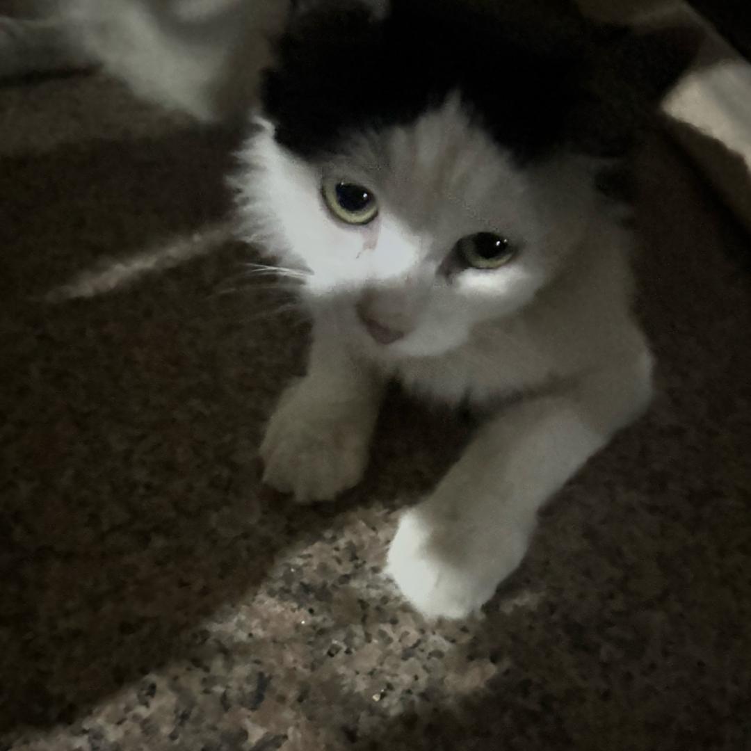 luffoo
